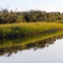 BWA NW OkavangoDelta 2016DEC01 Nguma 049 : 2016, 2016 - African Adventures, Africa, Botswana, Date, December, Month, Ngamiland, Nguma, Northwest, Okavango Delta, Places, Southern, Trips, Year